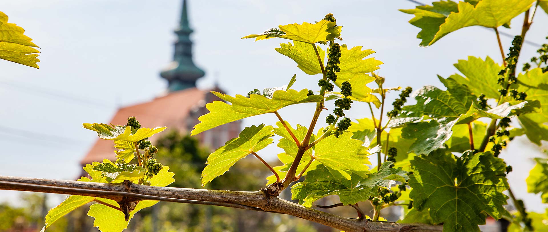 Im Hintergrund die Stadtpfarrkirche Poysdorf